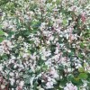 春花