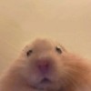 Hamster
