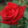 Wat_Lover