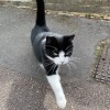 Kitty Cat
