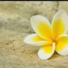 จิราพร ธรรมกุล