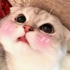 是丽伊鸭