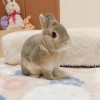 🐰🐰🐰