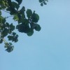 diandra
