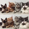 Pucekgirls_