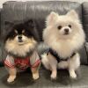 🐶小笨🐶