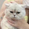 llcat