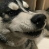 ZAC