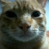 Kotaro