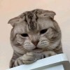 小歪