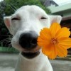 สุเพอมี