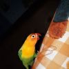Meri Yanti