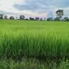 ลำพูน สมใจ