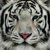 SongThirstyTiger