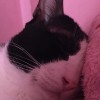 Kitty Cat