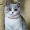 QISS CUTE