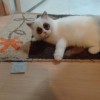 lynnana
