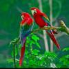 Than Zin Maung
