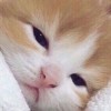 jj_chuu