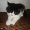 Aryana