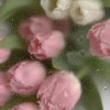 wIsh ´ˎ˗