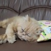 เหงา นี่เเหละความ เหงา