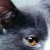 khanit