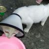 pinkpanther