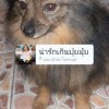 เต่างอย คนเดิม