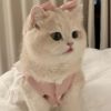 Immy Bunnak