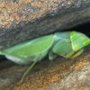 Okra