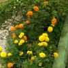 Ummi 