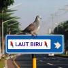 Laut Biru