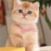 Fifi