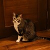 Henry