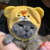 🐱