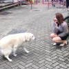 格格    