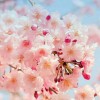 Cherryful
