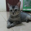 miawwwwww