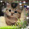 Iman Nz