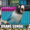 Baplang Buluk