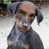 HumanDog