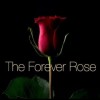 🌹4everRose