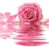 irose