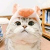 แป้ง