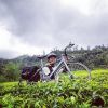 Lutfi Syahroni