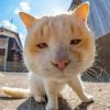 Tairat Chomngamdee