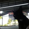 Piyawit Meeploy