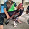บังมาน ไก่เชิงตราดพัฒนา