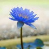 ฟ้า สีคราม
